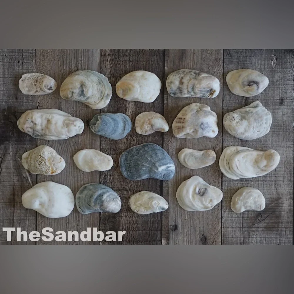 Florida Oyster Shells Smooth Edge Oyster FL Beach Shells Vase Filler TheSandbar